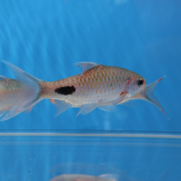 Filament Barb (Dawkinsia filamentosa)