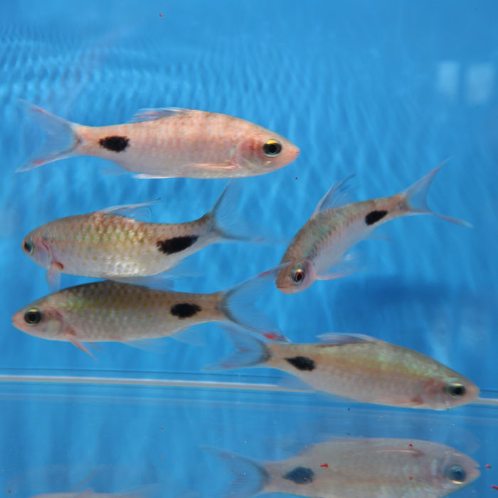 Filament Barb (Dawkinsia filamentosa)