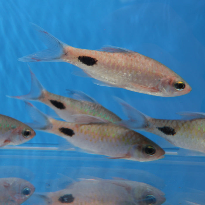 Filament Barb (Dawkinsia filamentosa)