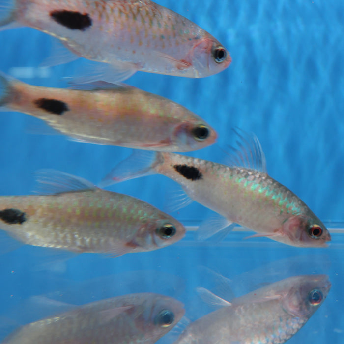 Filament Barb (Dawkinsia filamentosa)