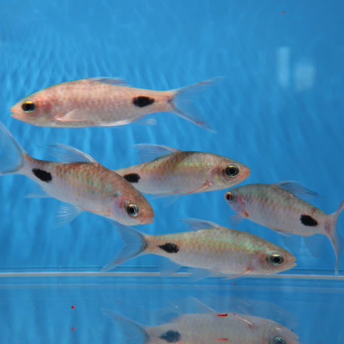 Filament Barb (Dawkinsia filamentosa)