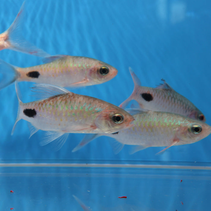 Filament Barb (Dawkinsia filamentosa)