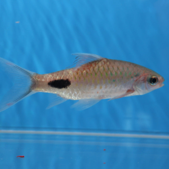 Filament Barb (Dawkinsia filamentosa)