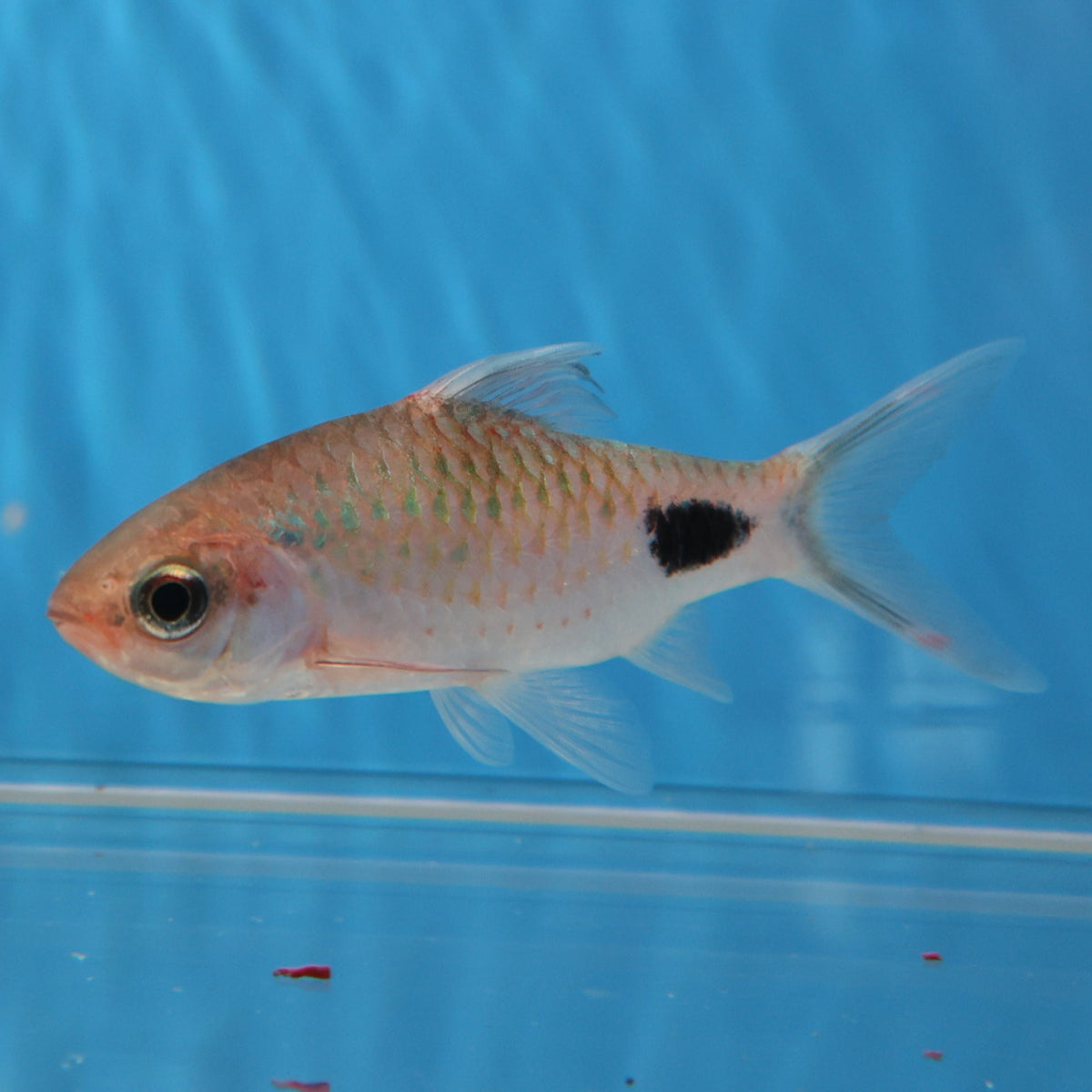 What Is A Barb Fish