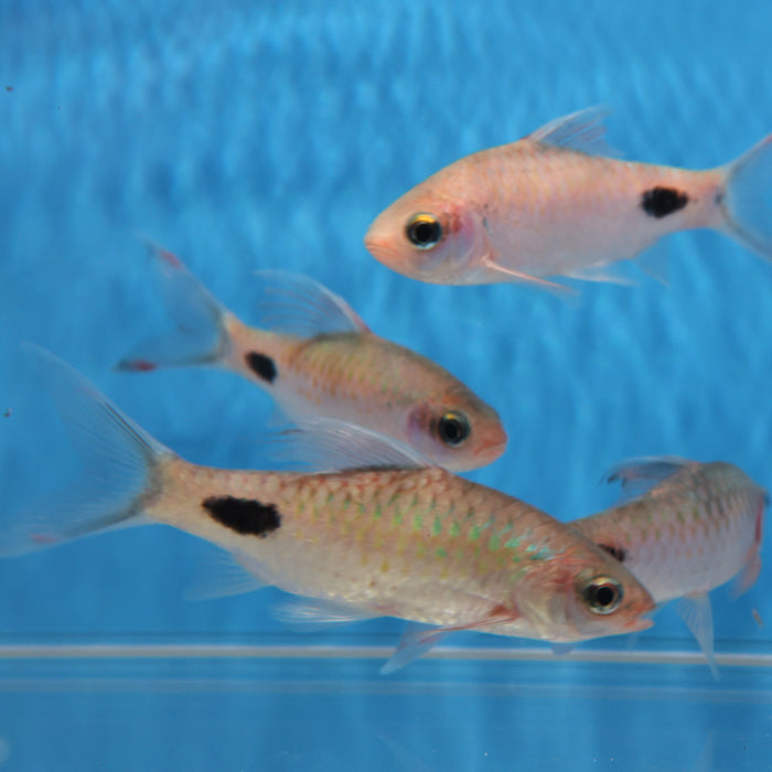 Filament Barb (Dawkinsia filamentosa)