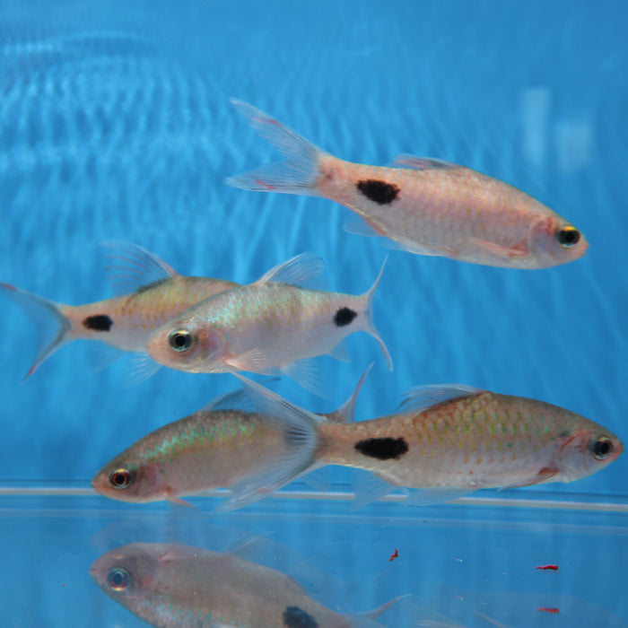 Filament Barb (Dawkinsia filamentosa)