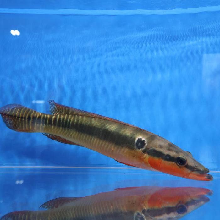 Zebrina Pike Cichlid (Crenicichla zebrina)