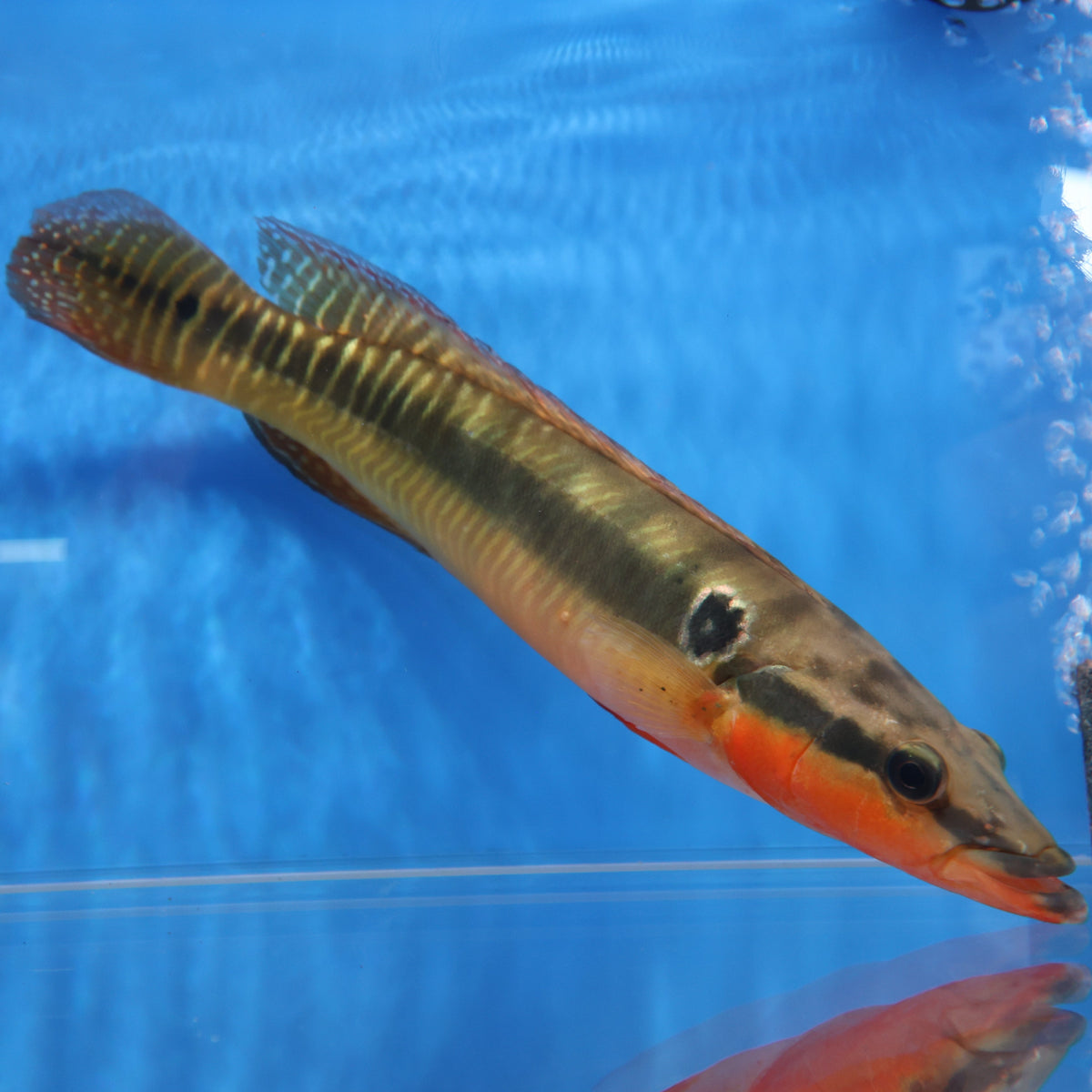 Zebrina Pike Cichlid (Crenicichla zebrina) — Predatory Fins
