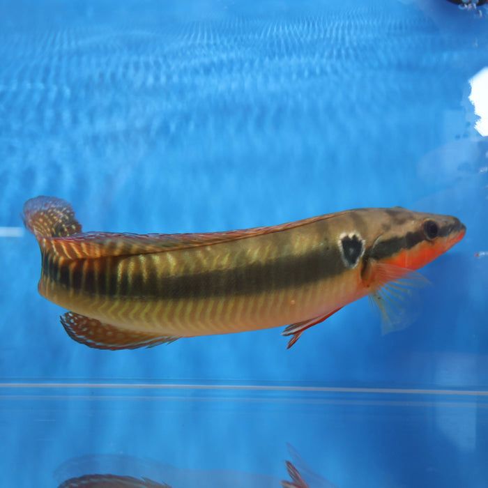 Zebrina Pike Cichlid (Crenicichla zebrina)