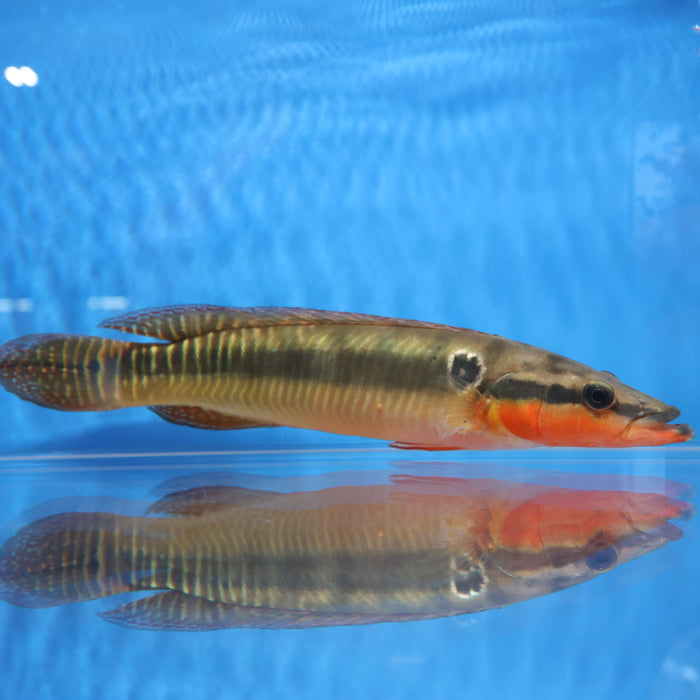 Zebrina Pike Cichlid (Crenicichla zebrina)