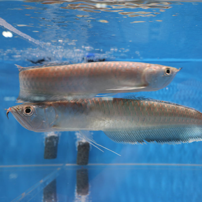 Black Arowana (Osteoglossum Ferreirai)