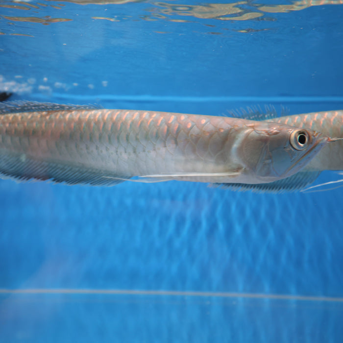 Black Arowana (Osteoglossum Ferreirai)