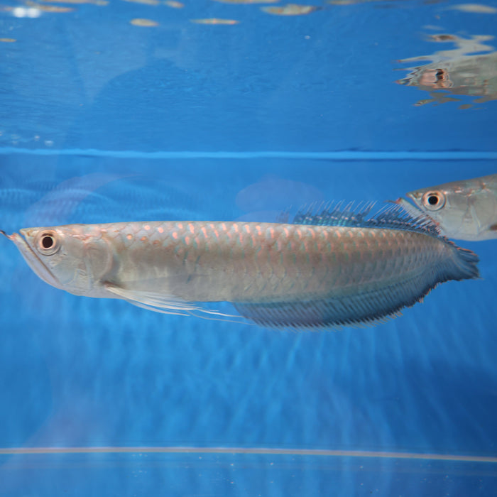 Black Arowana (Osteoglossum Ferreirai)
