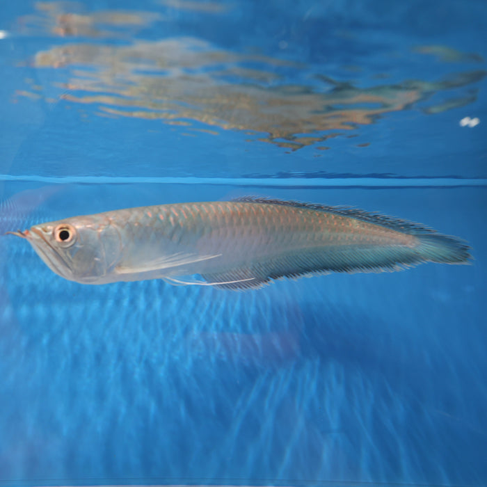 Black Arowana (Osteoglossum Ferreirai)