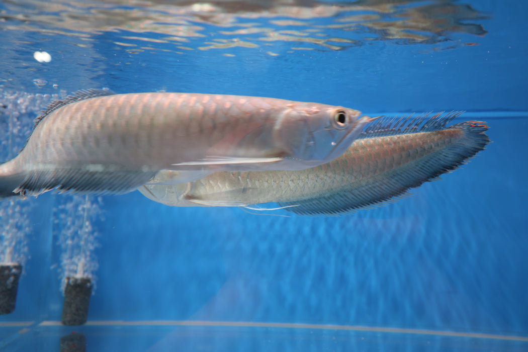 Black Arowana (Osteoglossum Ferreirai)