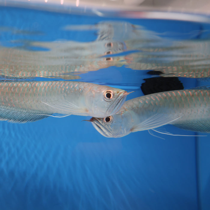 Black Arowana (Osteoglossum Ferreirai)