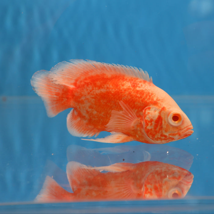 Albino Red Ruby Oscar Cichlid (Astronotus ocellatus)