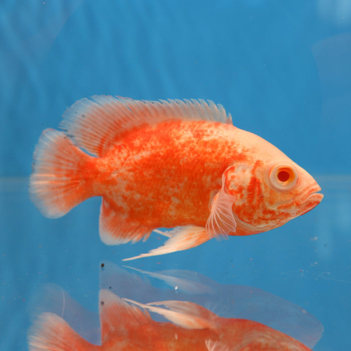 Albino Red Ruby Oscar Cichlid (Astronotus ocellatus)