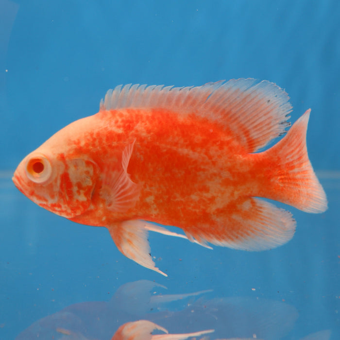 Albino Red Ruby Oscar Cichlid (Astronotus ocellatus)