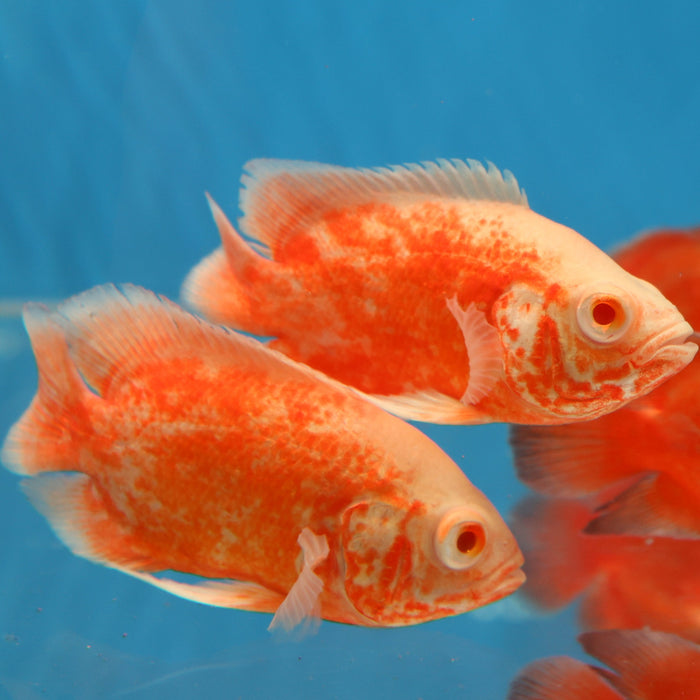 Albino Red Ruby Oscar Cichlid (Astronotus ocellatus)