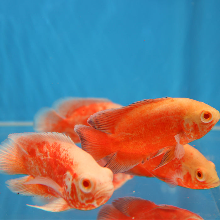 Albino Red Ruby Oscar Cichlid (Astronotus ocellatus)
