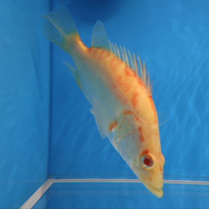 Albino Chinese Perch (Siniperca chuatsi)