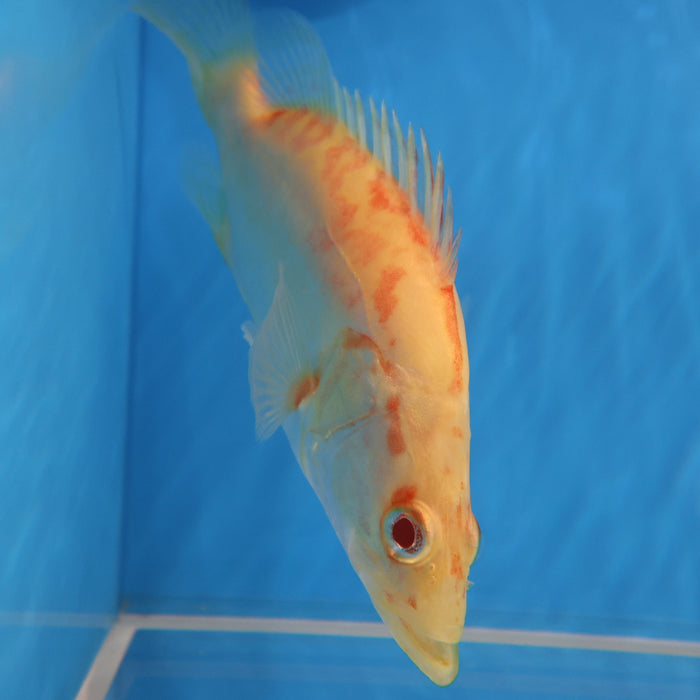 Albino Chinese Perch (Siniperca chuatsi)