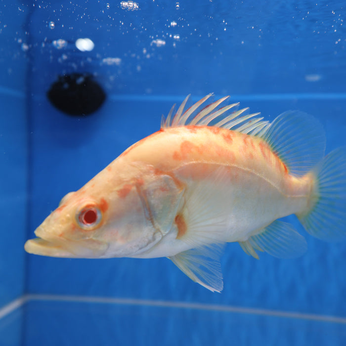 Albino Chinese Perch (Siniperca chuatsi)