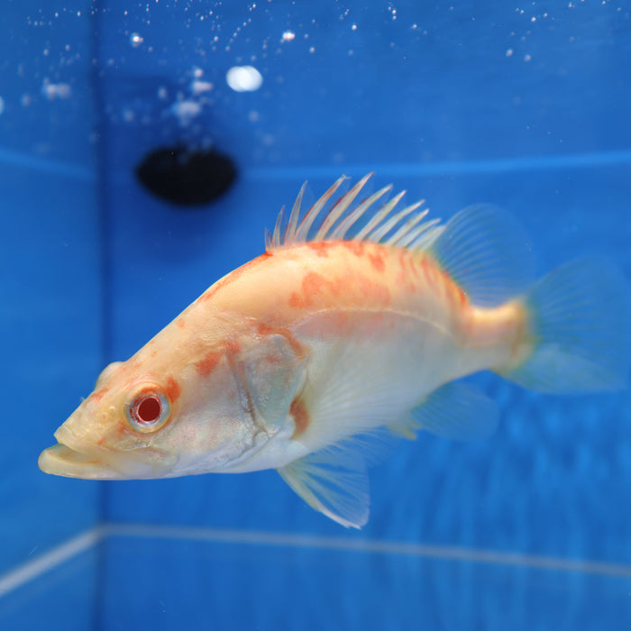 Albino Chinese Perch (Siniperca chuatsi)