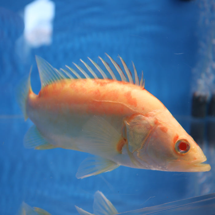 Albino Chinese Perch (Siniperca chuatsi)
