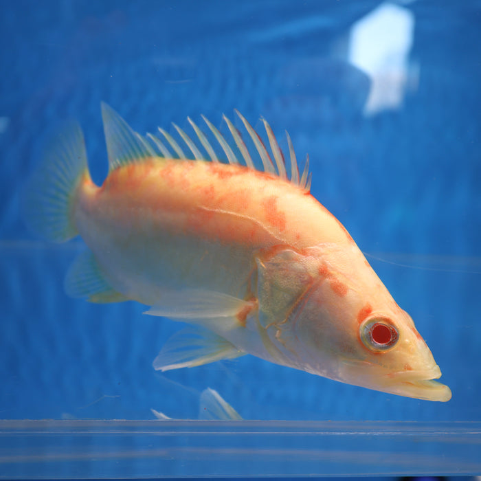 Albino Chinese Perch (Siniperca chuatsi)