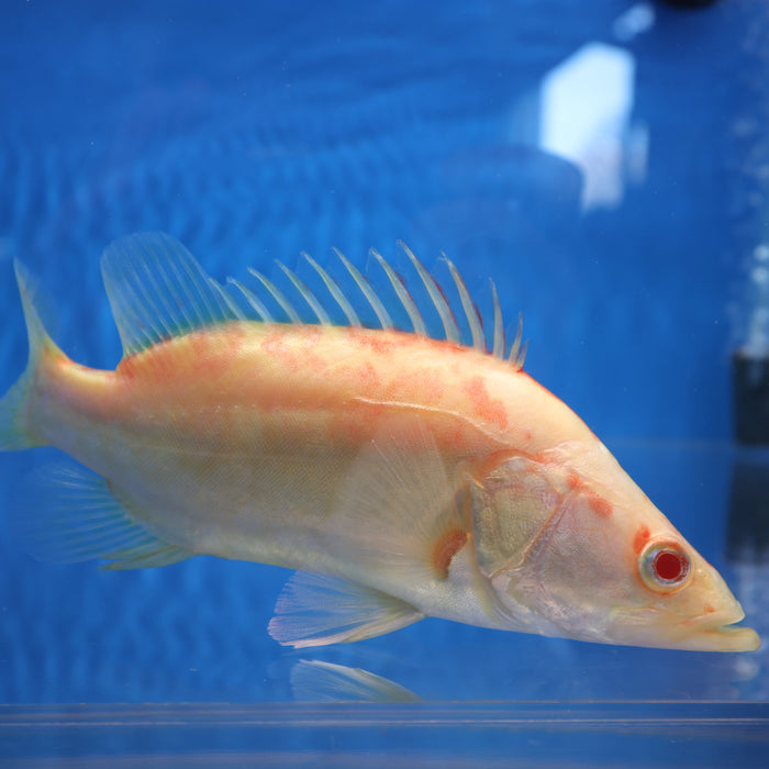 Albino Chinese Perch (Siniperca chuatsi)