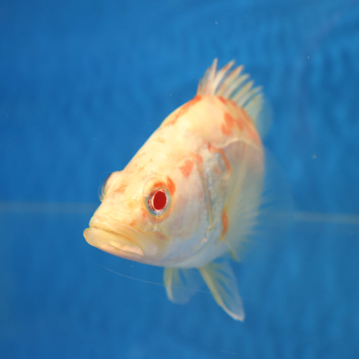 Albino Chinese Perch (Siniperca chuatsi)