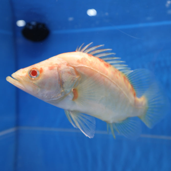 Albino Chinese Perch (Siniperca chuatsi)