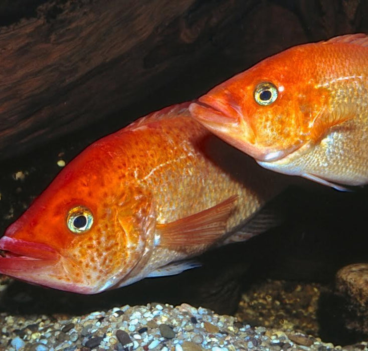 Red Bay Snook (Petenia splendida)