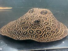Load image into Gallery viewer, Albino Pearl Stingray (Potamotrygon jabuti)
