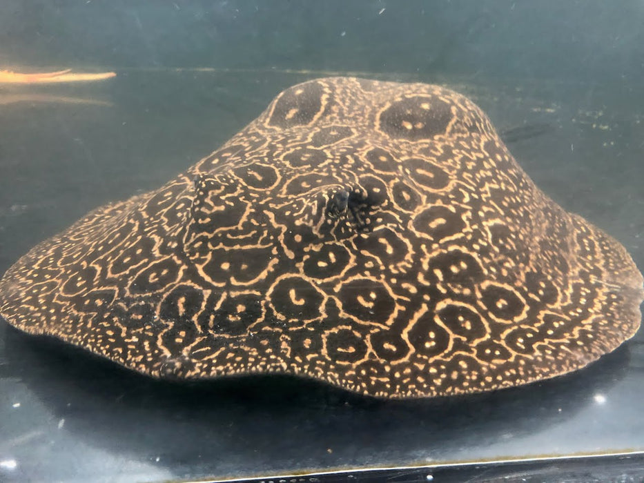 Albino Pearl Stingray (Potamotrygon jabuti)