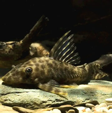 LDA030 / L146 Bola Pleco (Peckoltichthys bachi)