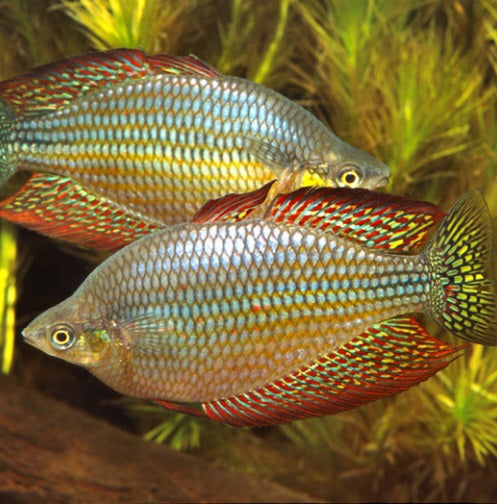 Checkered Orante Rainbowfish (Melanotaenia splendida inornata)