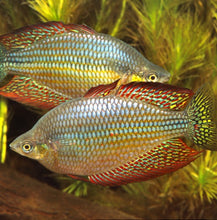 Load image into Gallery viewer, Checkered Orante Rainbowfish (Melanotaenia splendida inornata)
