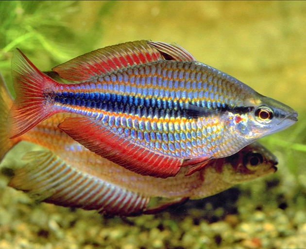 Goyder River Banded Jewel Rainbowfish (Melanotaenia trifasciata)