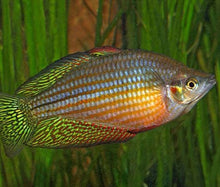 Load image into Gallery viewer, Checkered Orante Rainbowfish (Melanotaenia splendida inornata)
