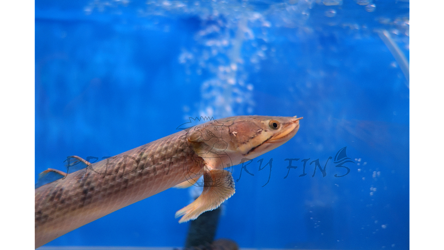 BICHIR — Predatory Fins