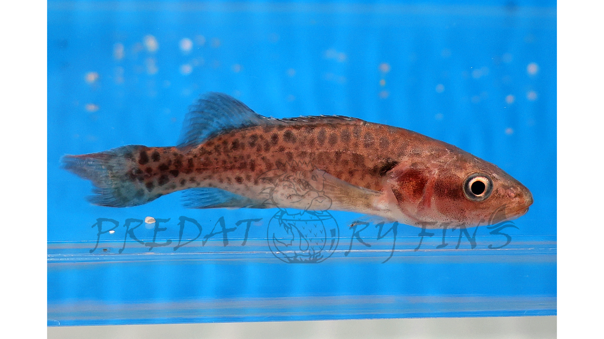 Murray Cod (Maccullochella peelii) — Predatory Fins
