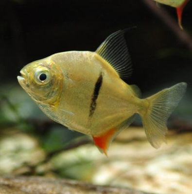 Thin Bar Silver Dollar (Myleus schomburgkii)