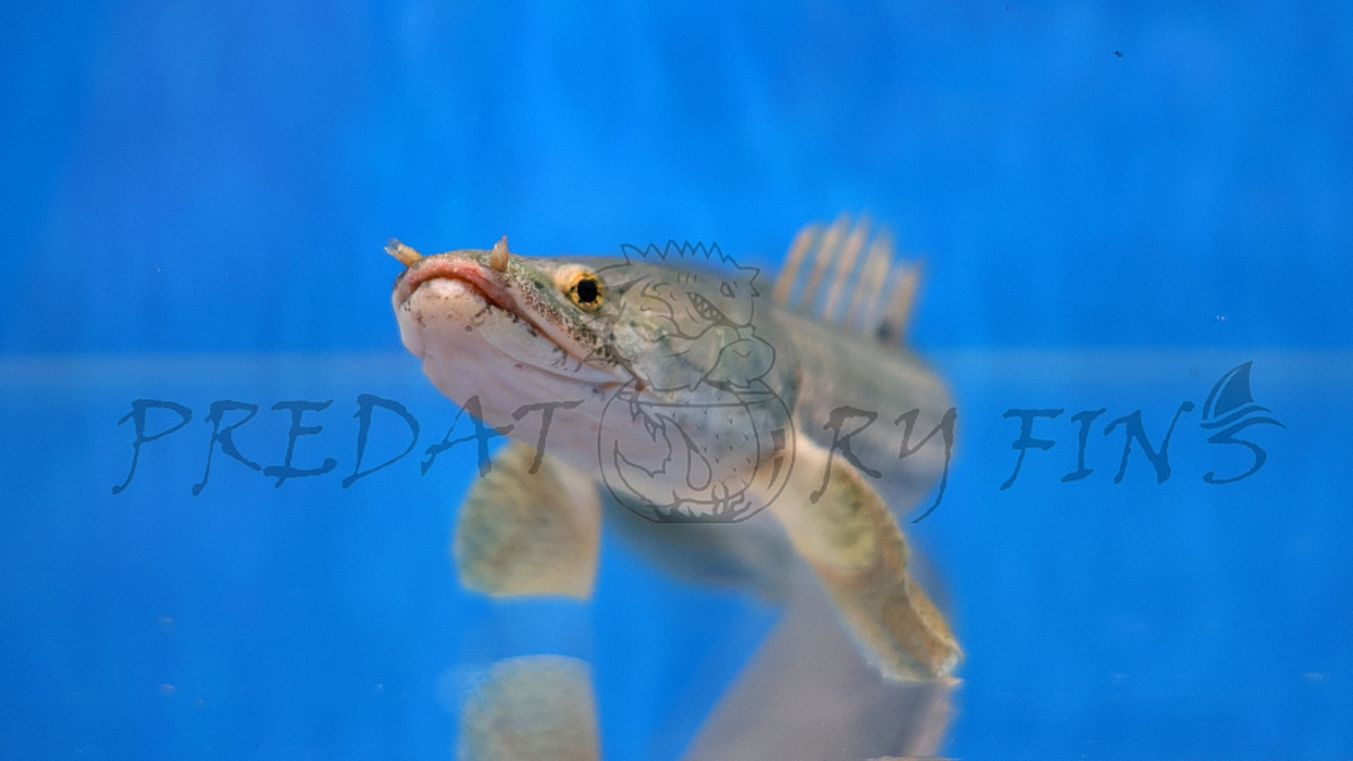 Nile Bichir (Polypterus bichir bichir)