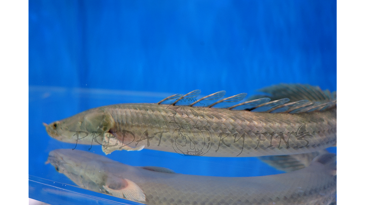 Nile Bichir (Polypterus bichir bichir)