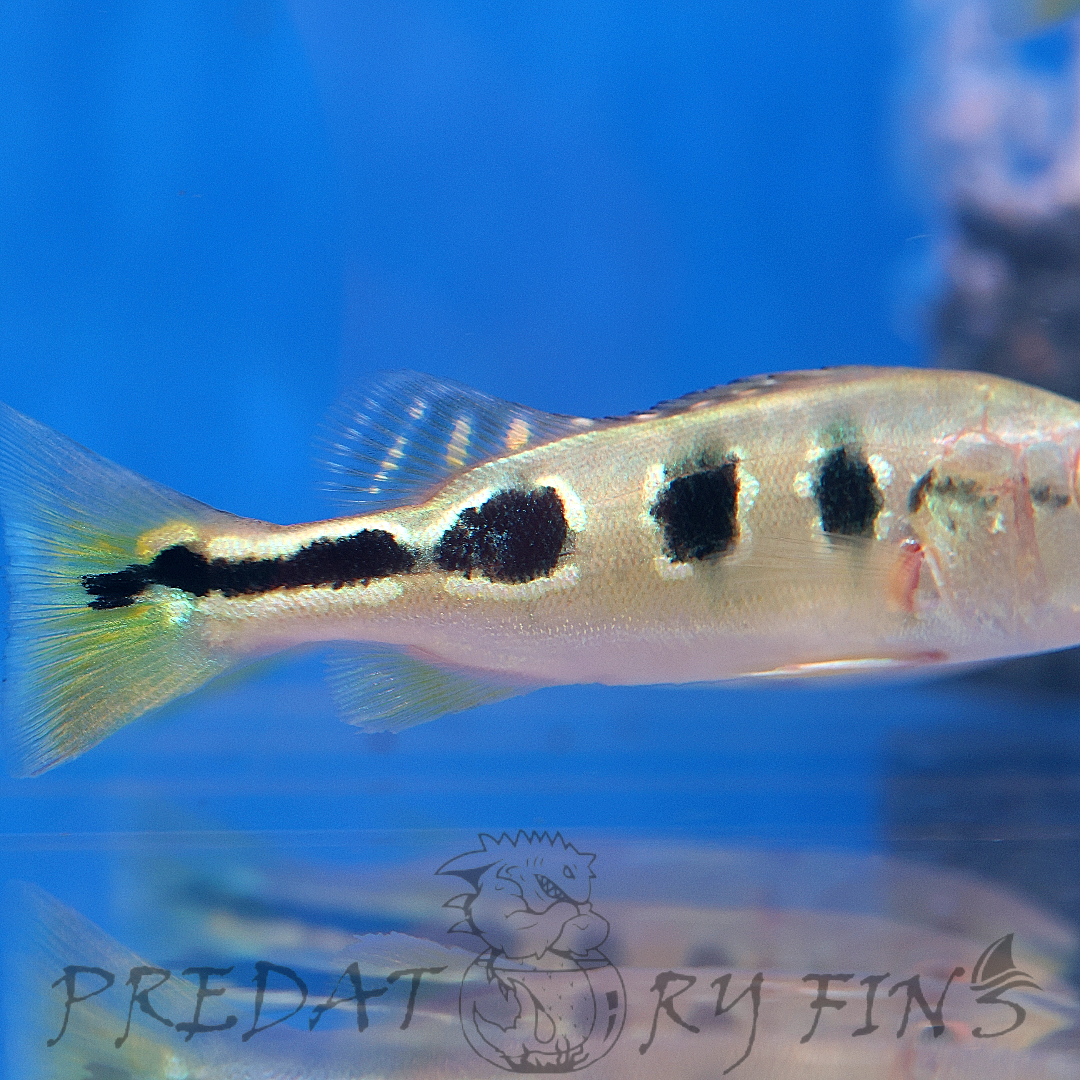 Orinoco Peacock Bass (Cichla orinocensis) – Predatory Fins