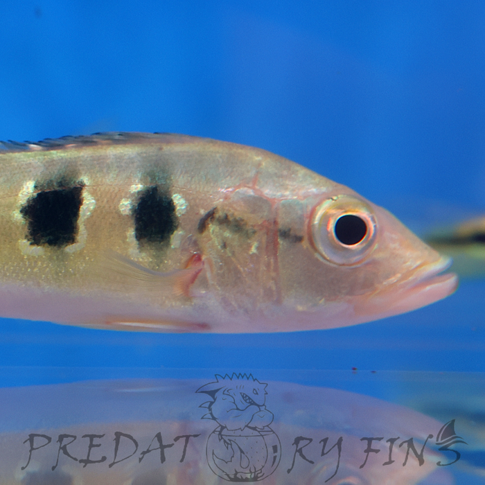Orinoco Peacock Bass (Cichla orinocensis)