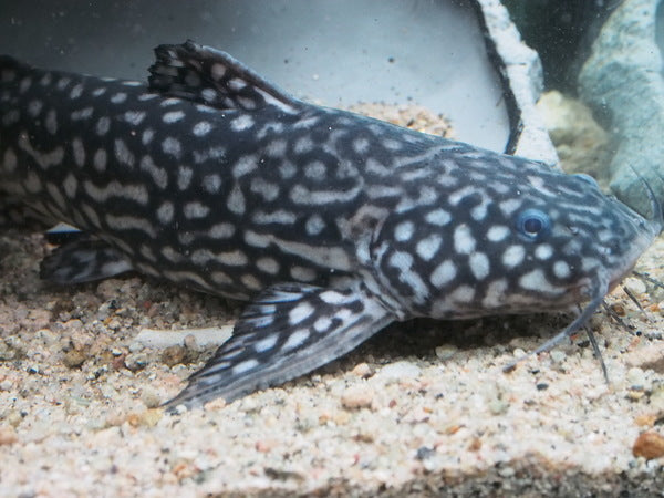 Jewel Spotted Catfish (Wertheimeria maculata)